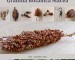 Semințe din Grădina Botanică Macea @ Muzeul Științe ale Naturii